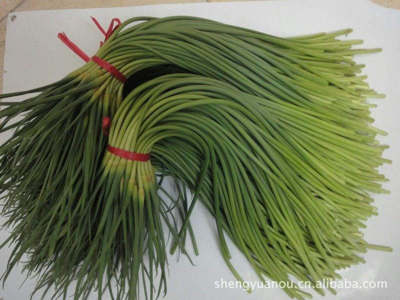 蒜薹50~60厘米