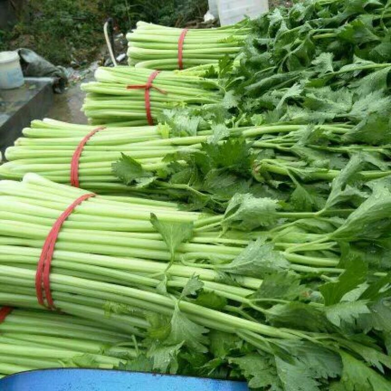 芹菜50cm以上