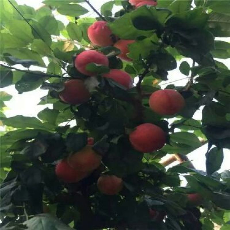 茵红李苗