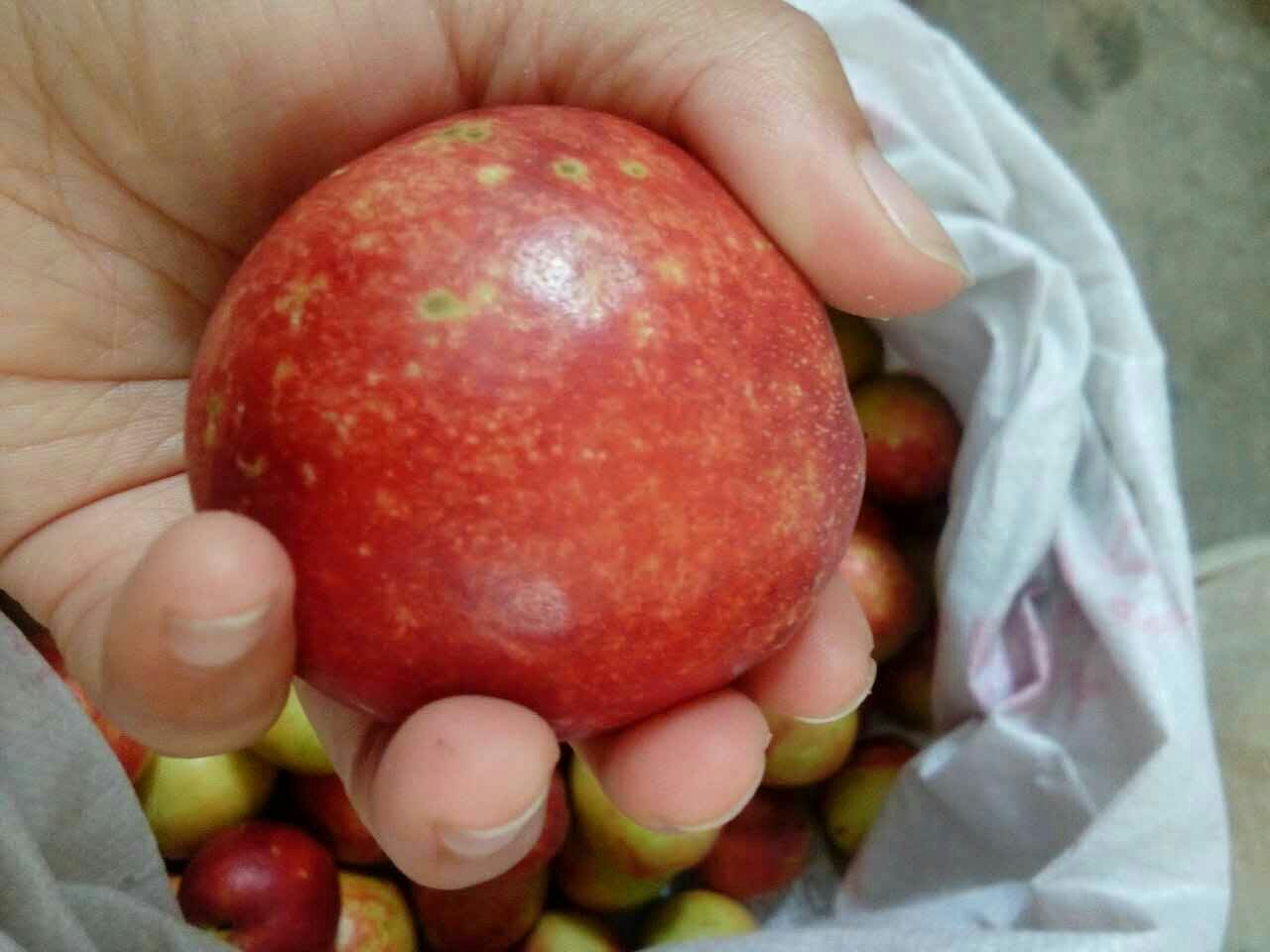 油桃_单个果重:2两以上 _文贵文_广东深圳市龙