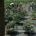 南高丛蓝莓10~12mm以上