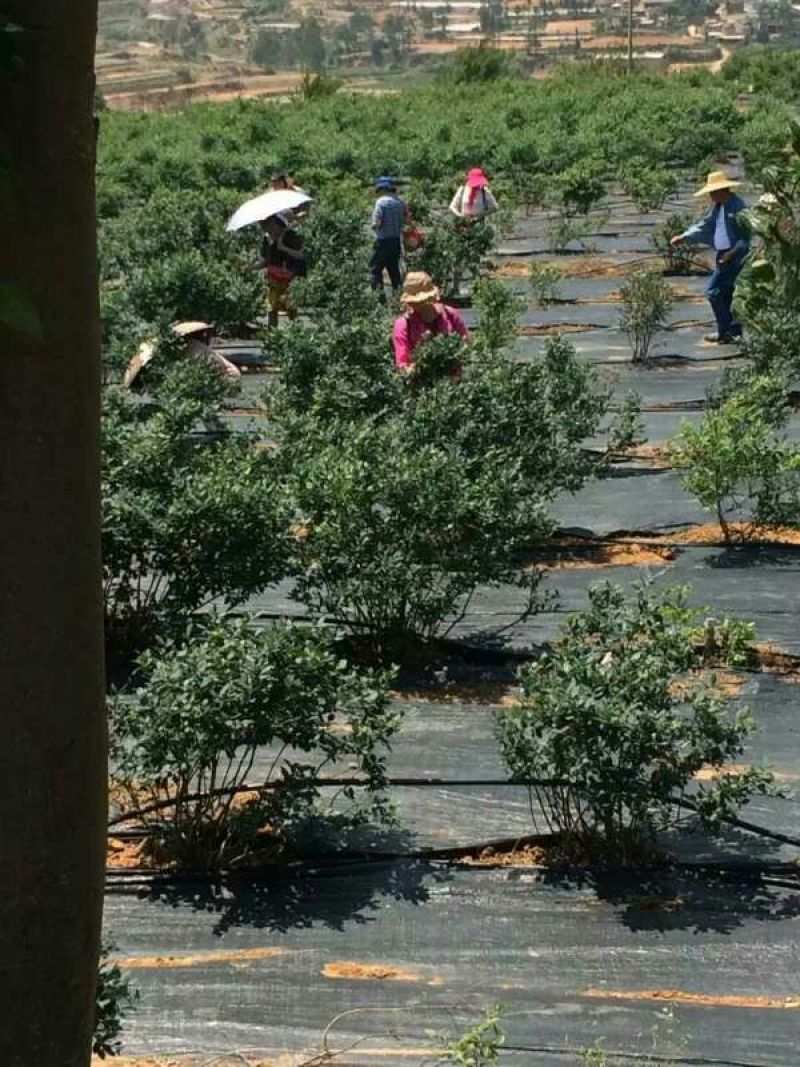 南高丛蓝莓10~12mm以上
