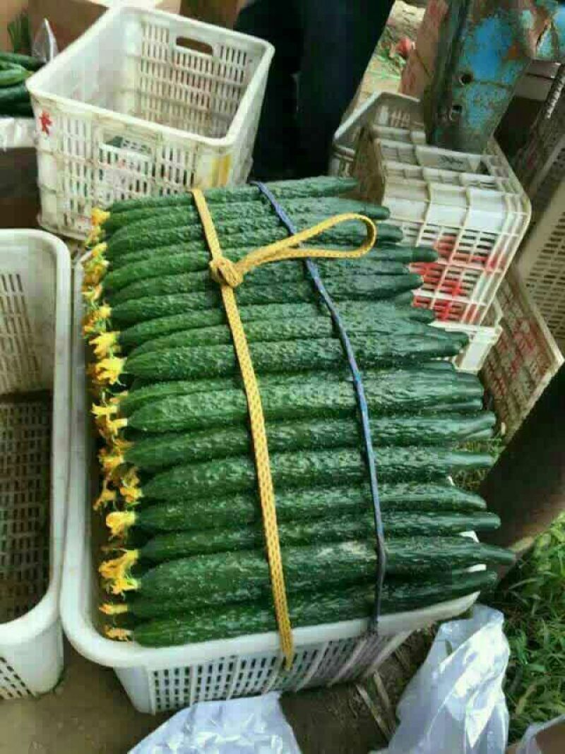 精品黄瓜，油量性，大棚吊秧瓜小中长条，量大从优