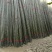 紫竹5~6m