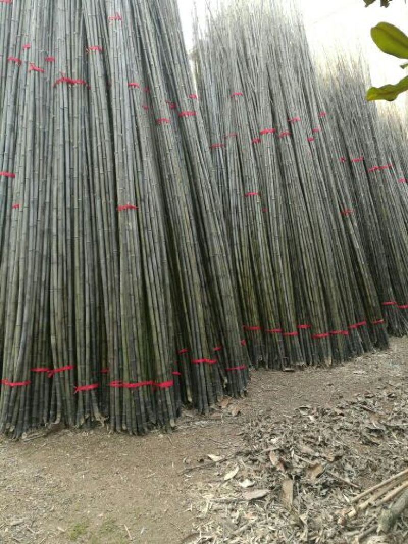 紫竹5~6m