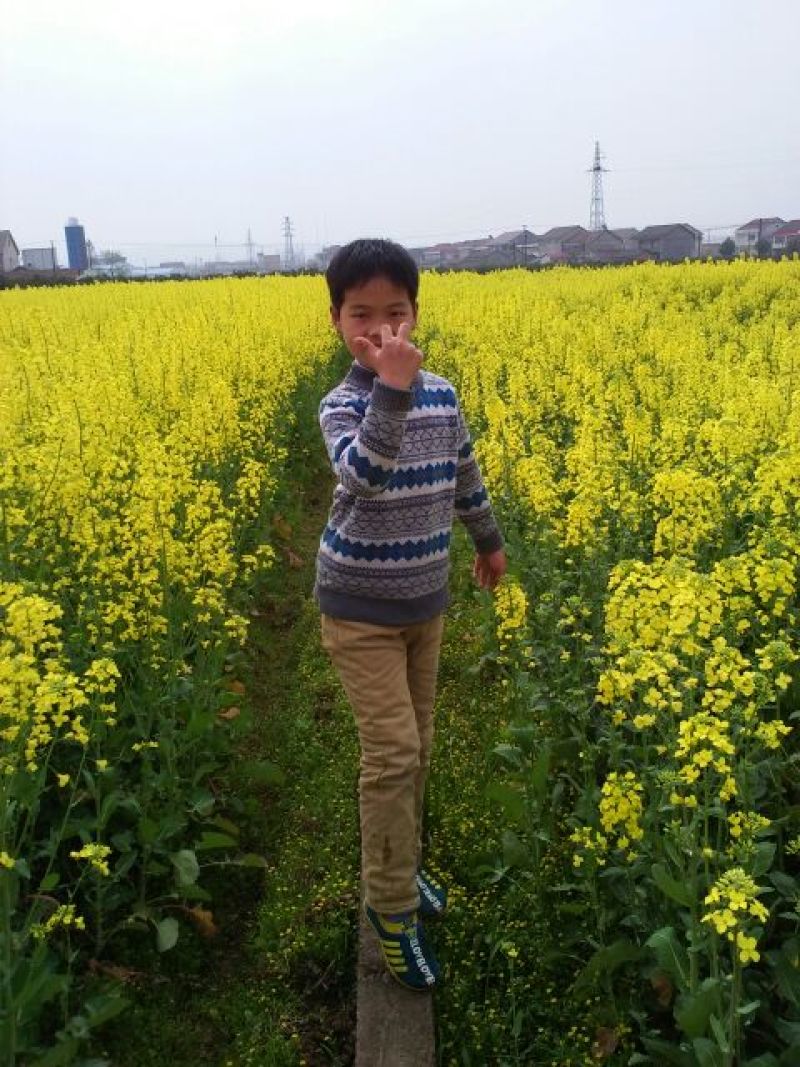 菜油一级