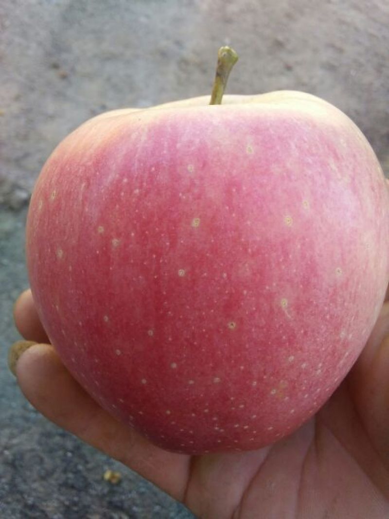 红星苹果75mm以上纸+膜袋