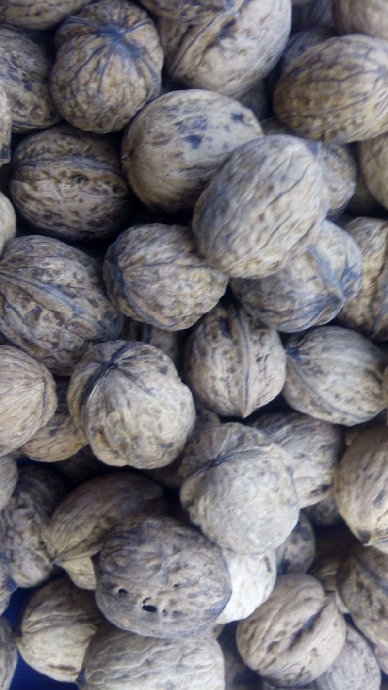 薄皮核桃30mm以上去皮干