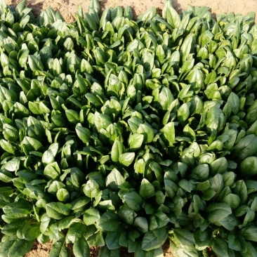 大叶菠菜20~25厘米