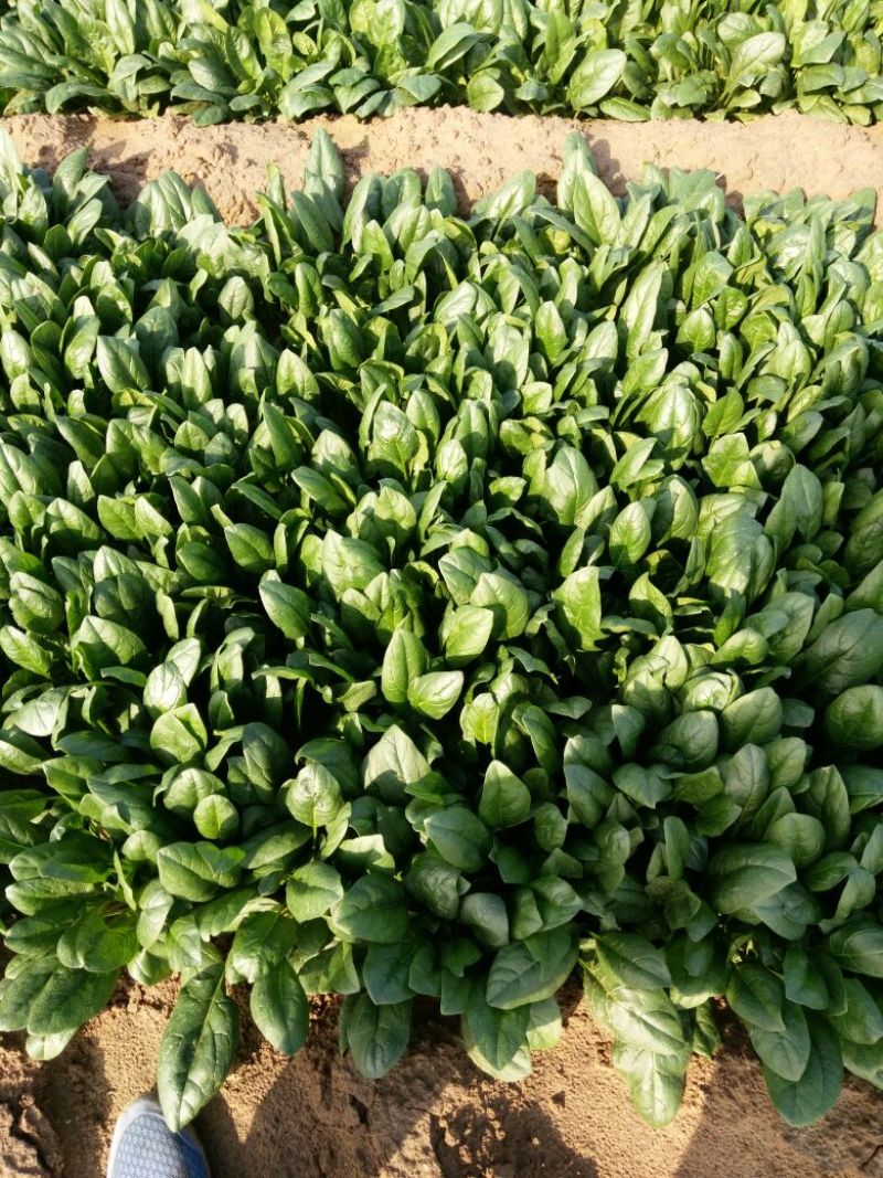 大叶菠菜20~25厘米