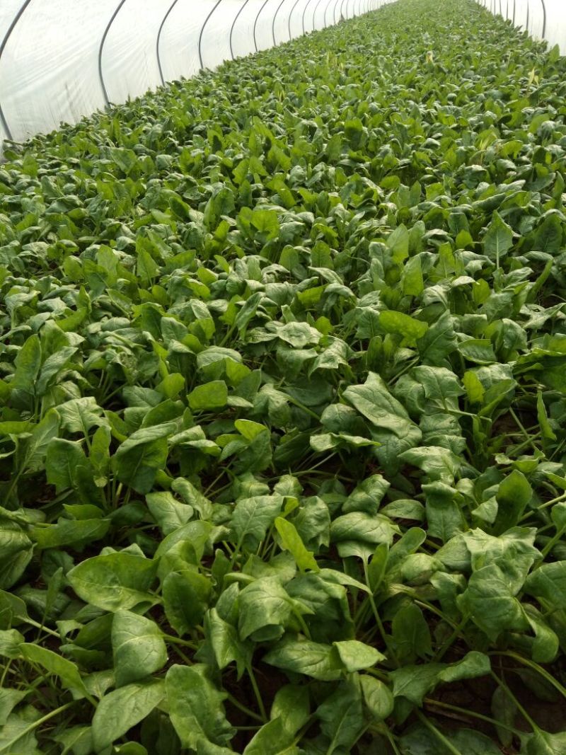 越冬菠菜25~30厘米