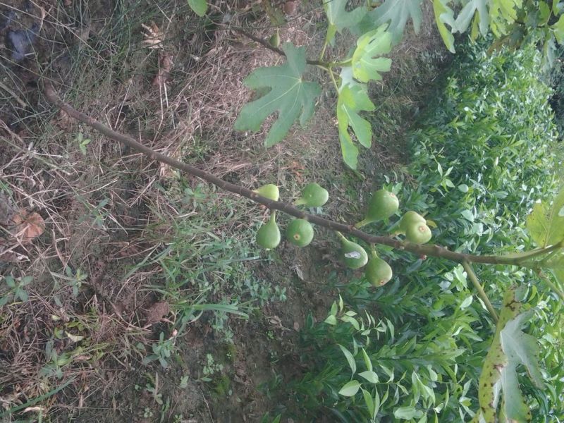 玛斯义陶芬无花果苗20~30cm