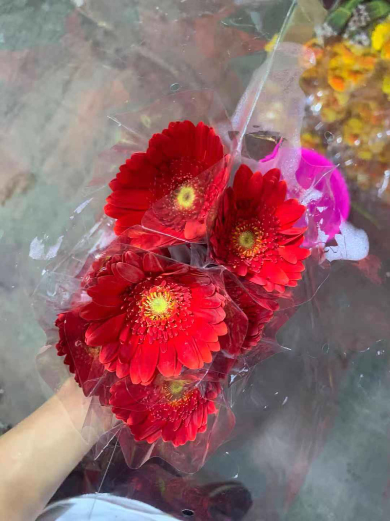 福建清流扶郎批发，非洲菊