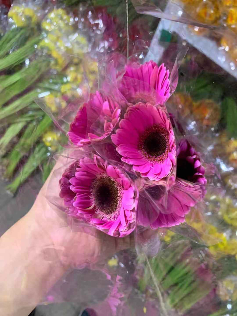 福建清流扶郎批发，非洲菊