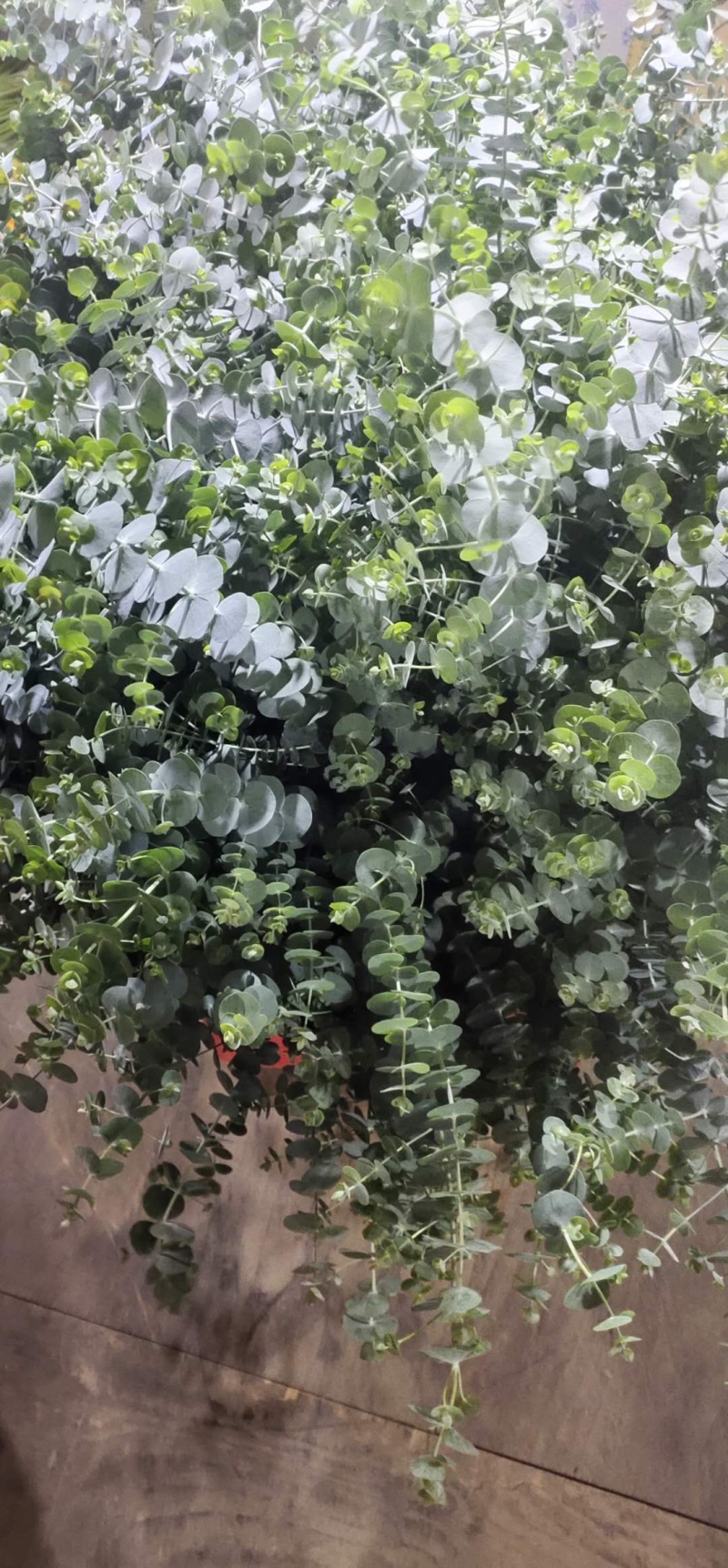 福建清流扶郎批发，非洲菊
