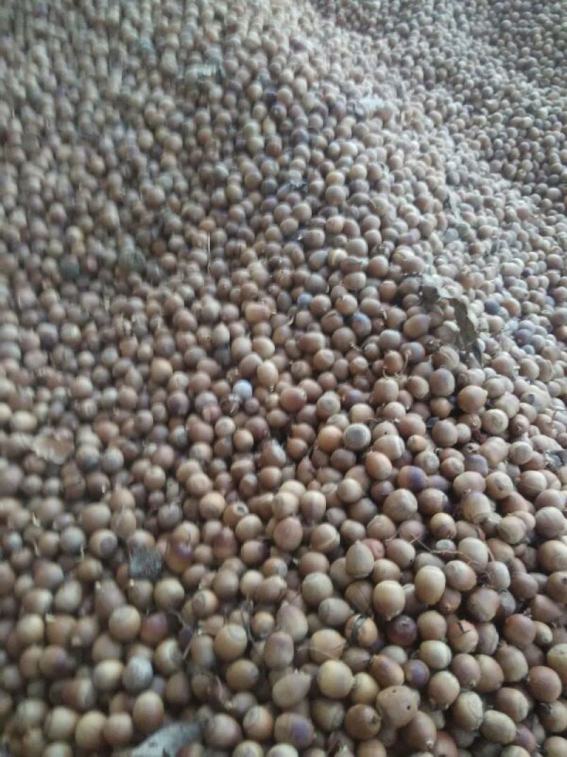 河南橡实大小均匀自然风干产地直发品质保证量大优惠