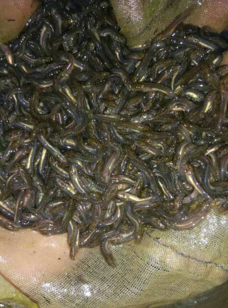 台湾泥鳅苗，3/5公分，包成活一个星期，大量死亡补苗