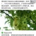 皇菊茶