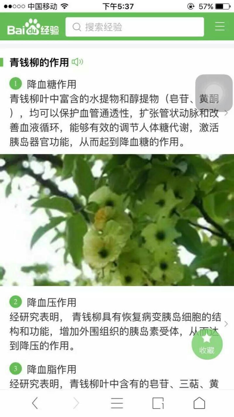 皇菊茶