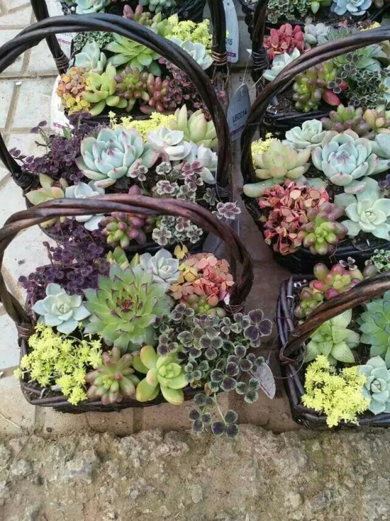 多肉植物含盆