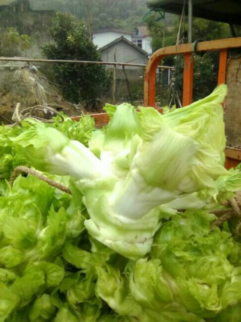 四川省简阳本地儿菜质量好保证服务周到热情。