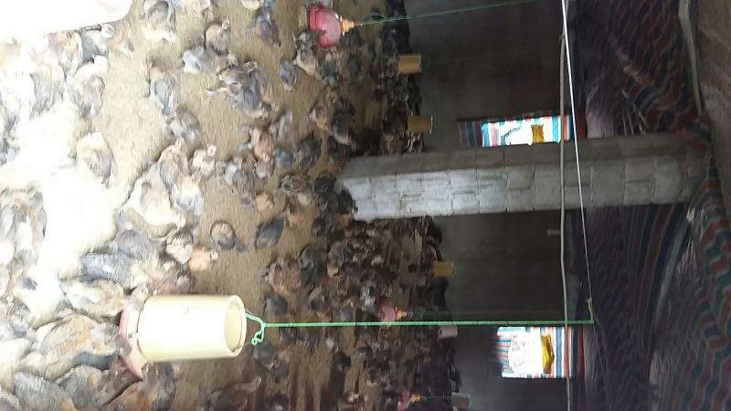 脱温鸡1斤以上