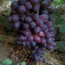 红巴拉多葡萄5%以下1~2斤