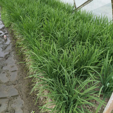 韭菜大批量上市