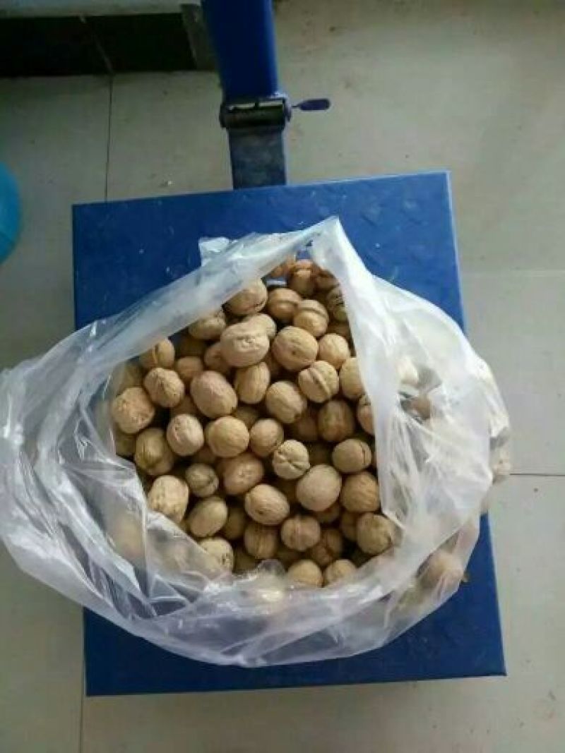 薄皮核桃去皮干
