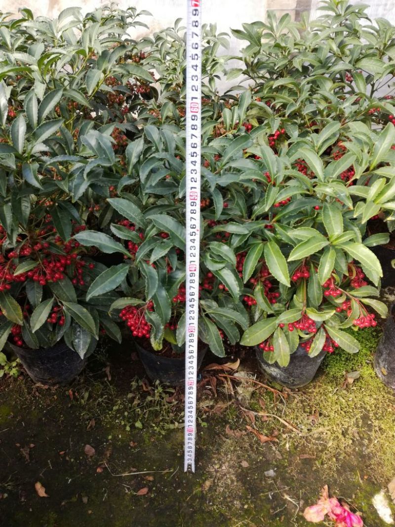 富贵籽50~80cm