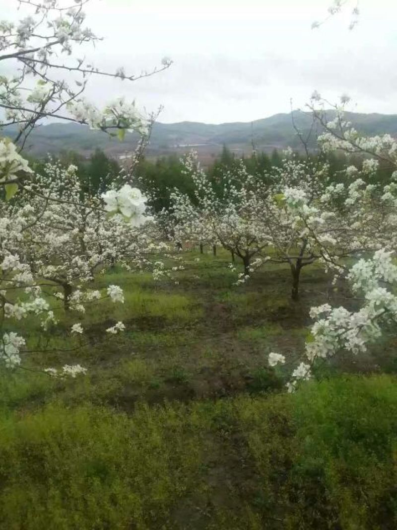 苹果梨350~400g光果