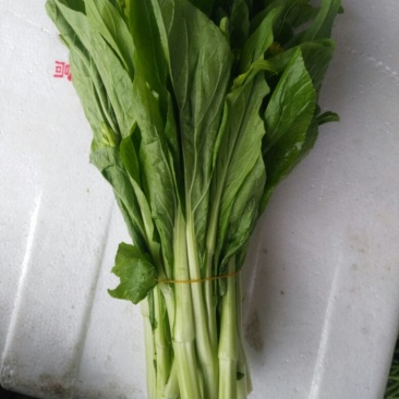 白菜苔20~30厘米