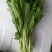 白菜苔20~30厘米