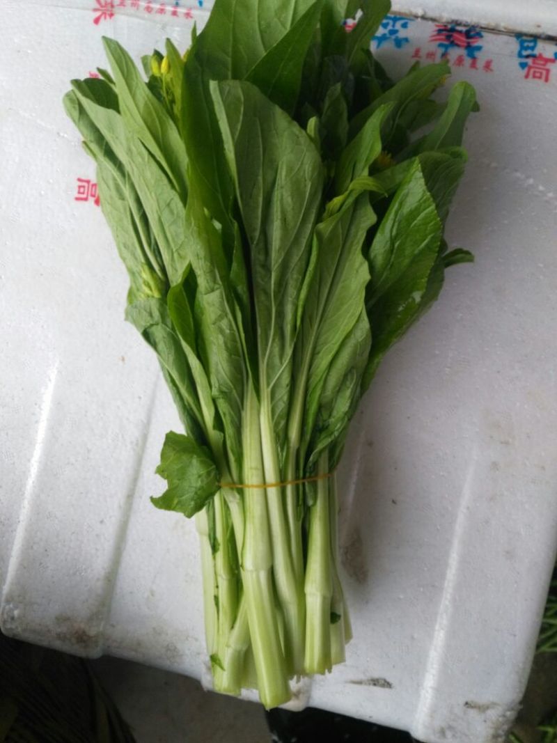 白菜苔20~30厘米