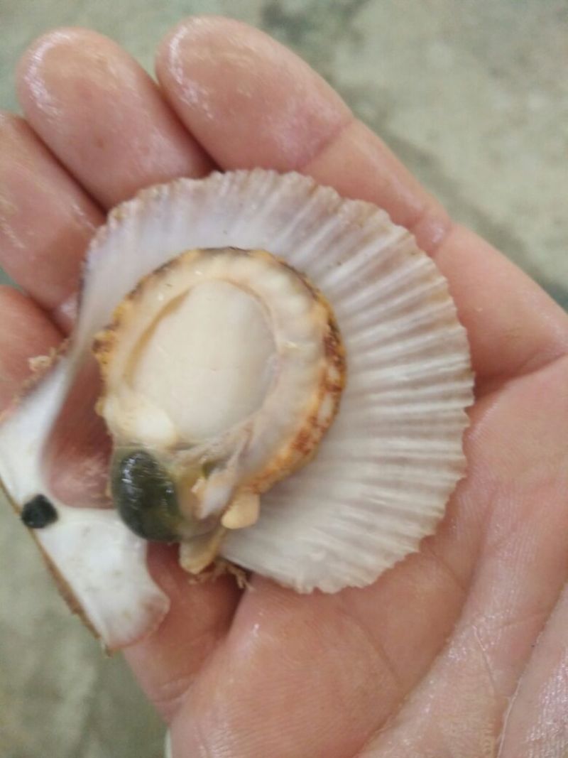 栉孔扇贝食用鲜活5~10只/kg