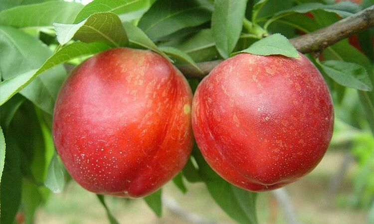 油桃_单个果重:3两以上 包装方式:塑料筐 _樊红