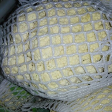 白花菜花，紧密乳白，基地直发，欢迎选购