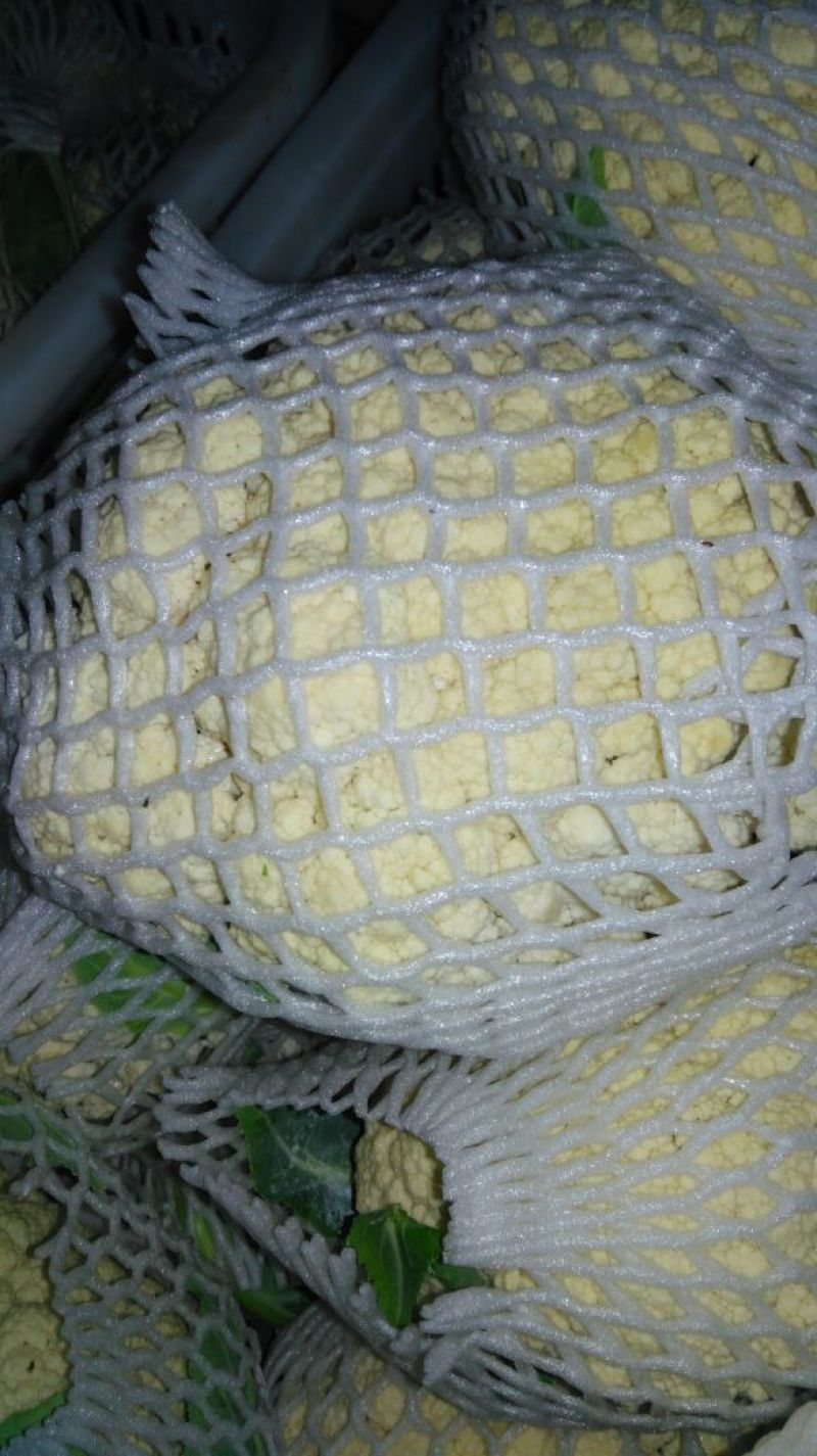 白花菜花，紧密乳白，基地直发，欢迎选购
