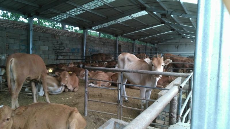 鲁西黄牛犊100~200kg
