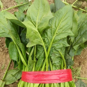 大叶菠菜20~25厘米