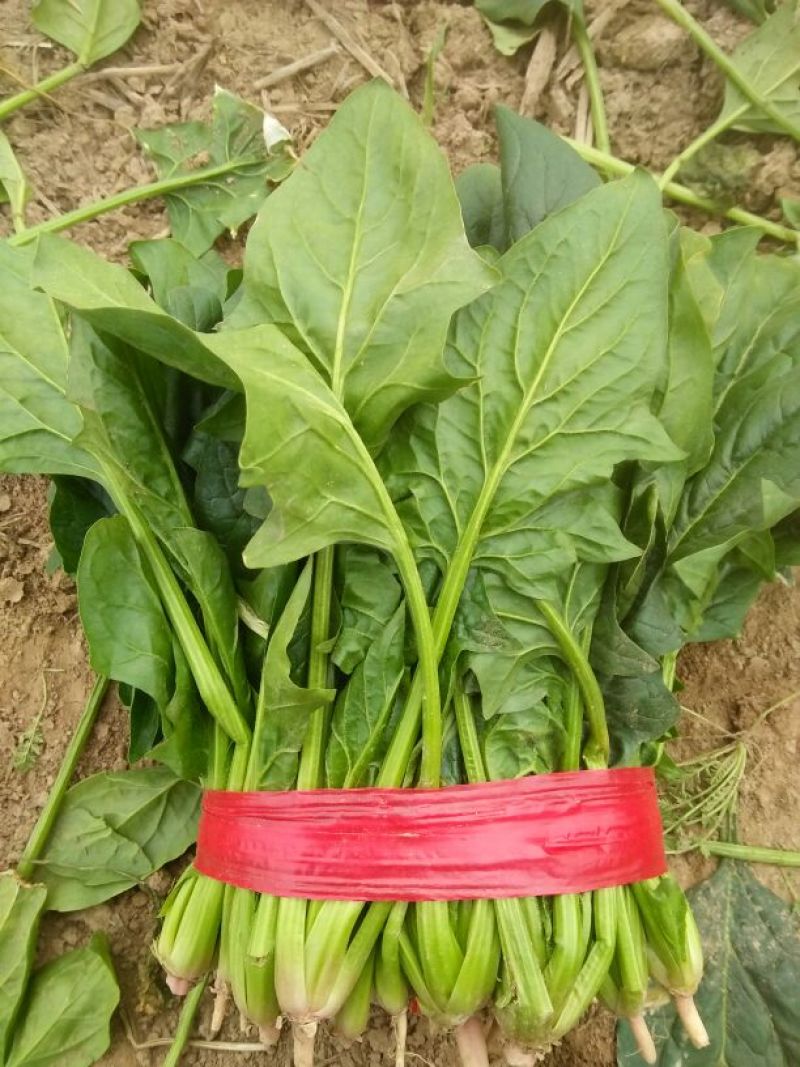 大叶菠菜20~25厘米