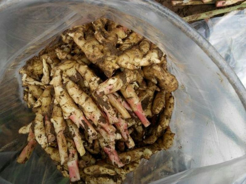 生姜5两以上带土