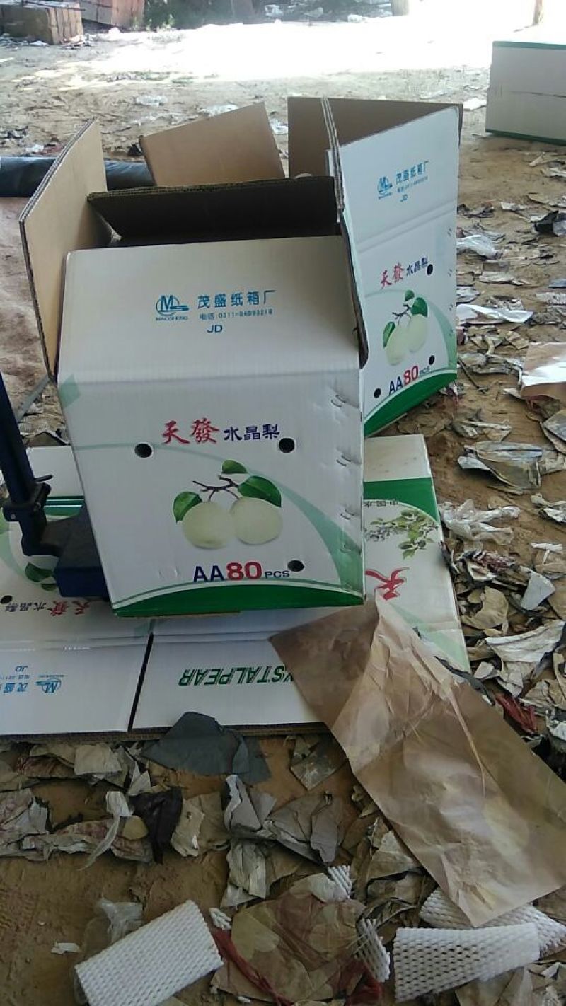 皇冠梨550~600g纸袋
