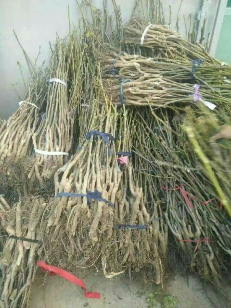 香玲核桃去皮干