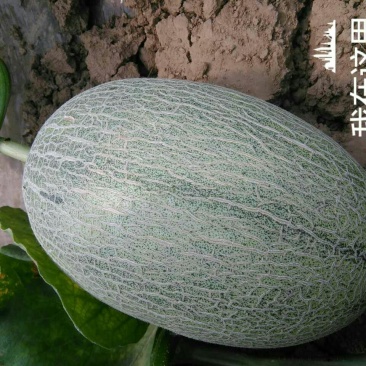 西州蜜瓜2斤以上椭圆形