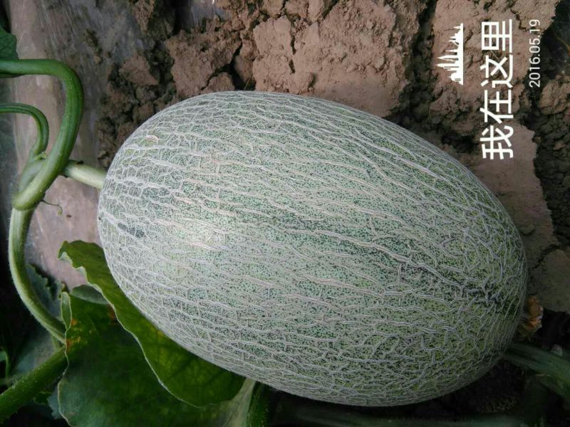 西州蜜瓜2斤以上椭圆形