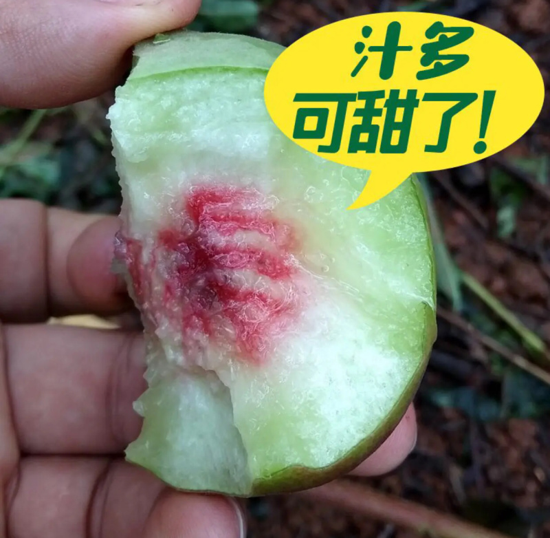 鹰嘴桃，广东阳山县