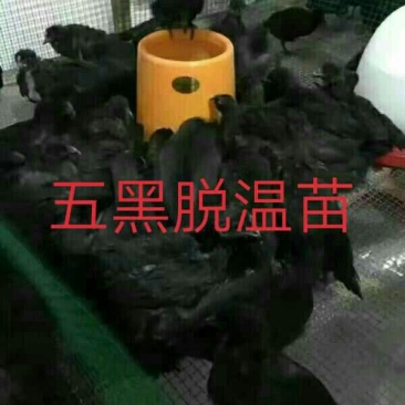 绿壳蛋鸡苗250克以下脱温苗