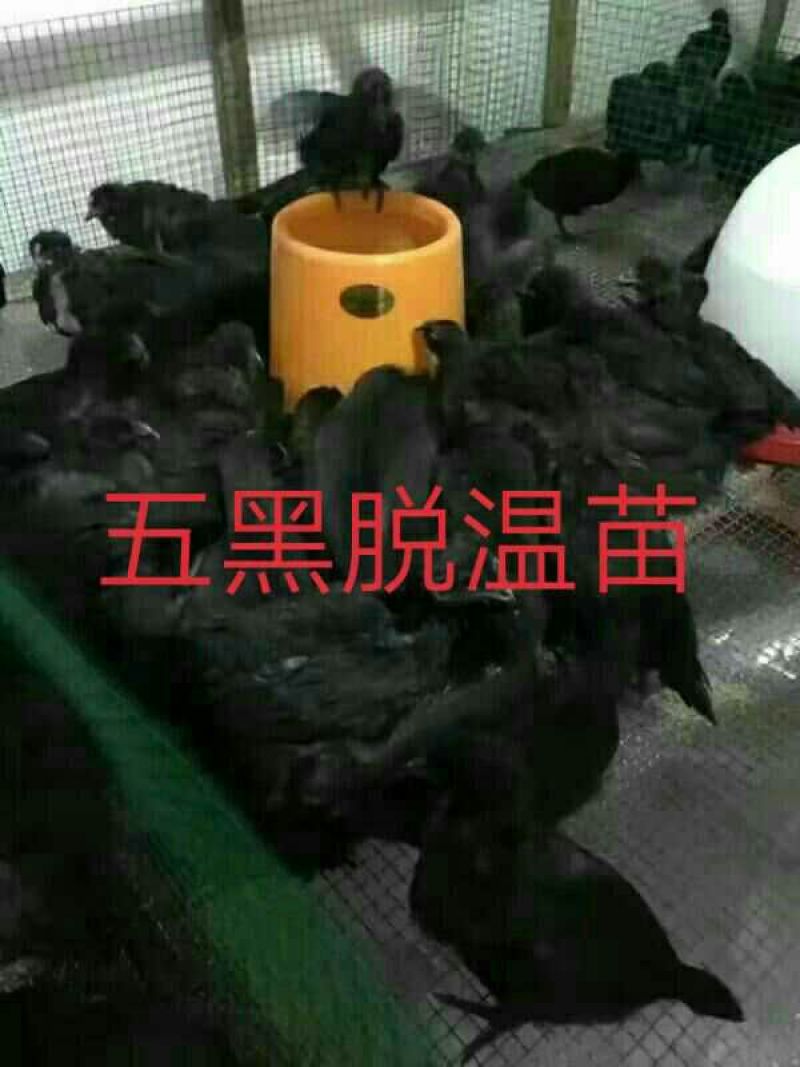 绿壳蛋鸡苗250克以下脱温苗