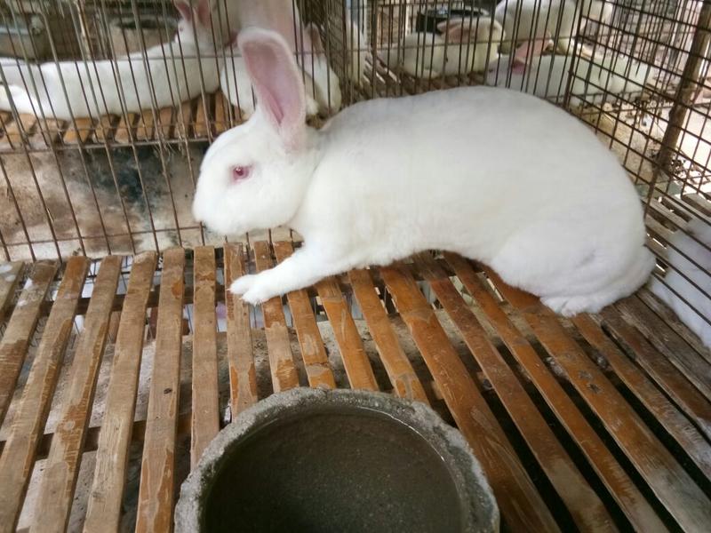 种兔2~3kg